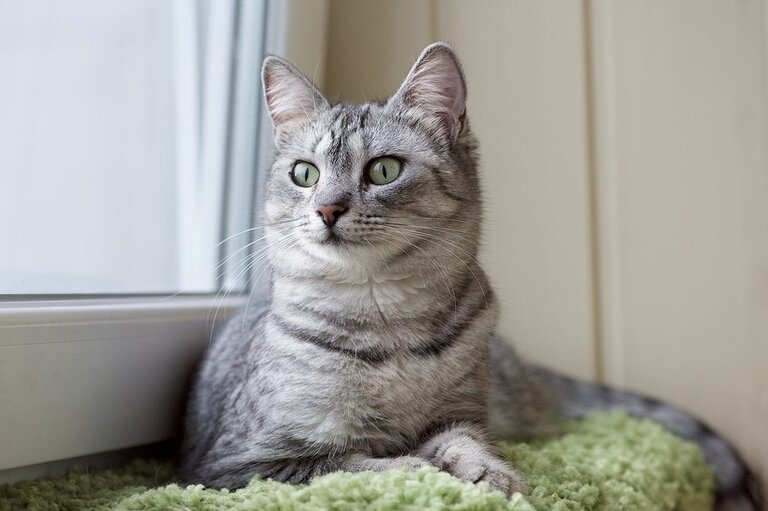 Cat Sitting