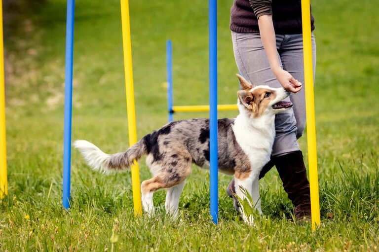 Dog Training