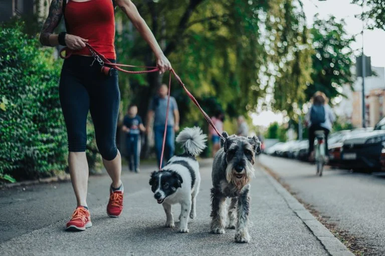 Dog Walking