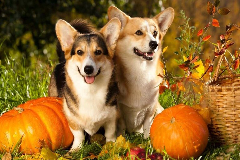 Healthy Fall Foods Safe for your Dogs