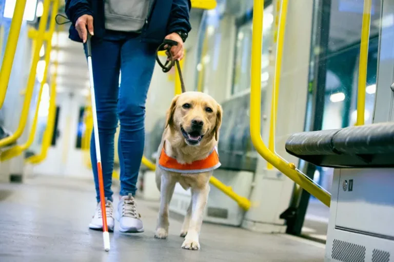 Dog Services